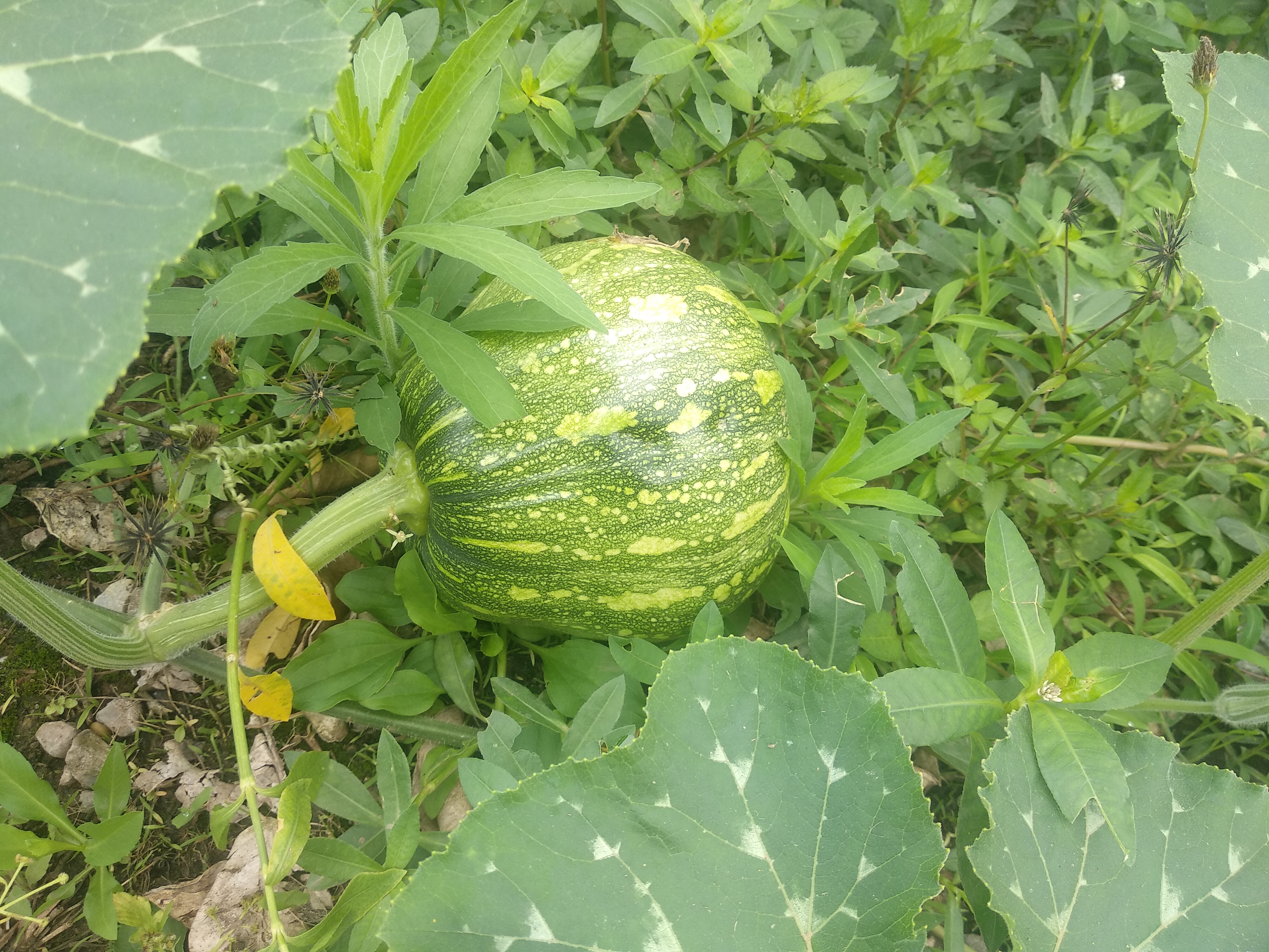 7,绿色蔬菜南瓜