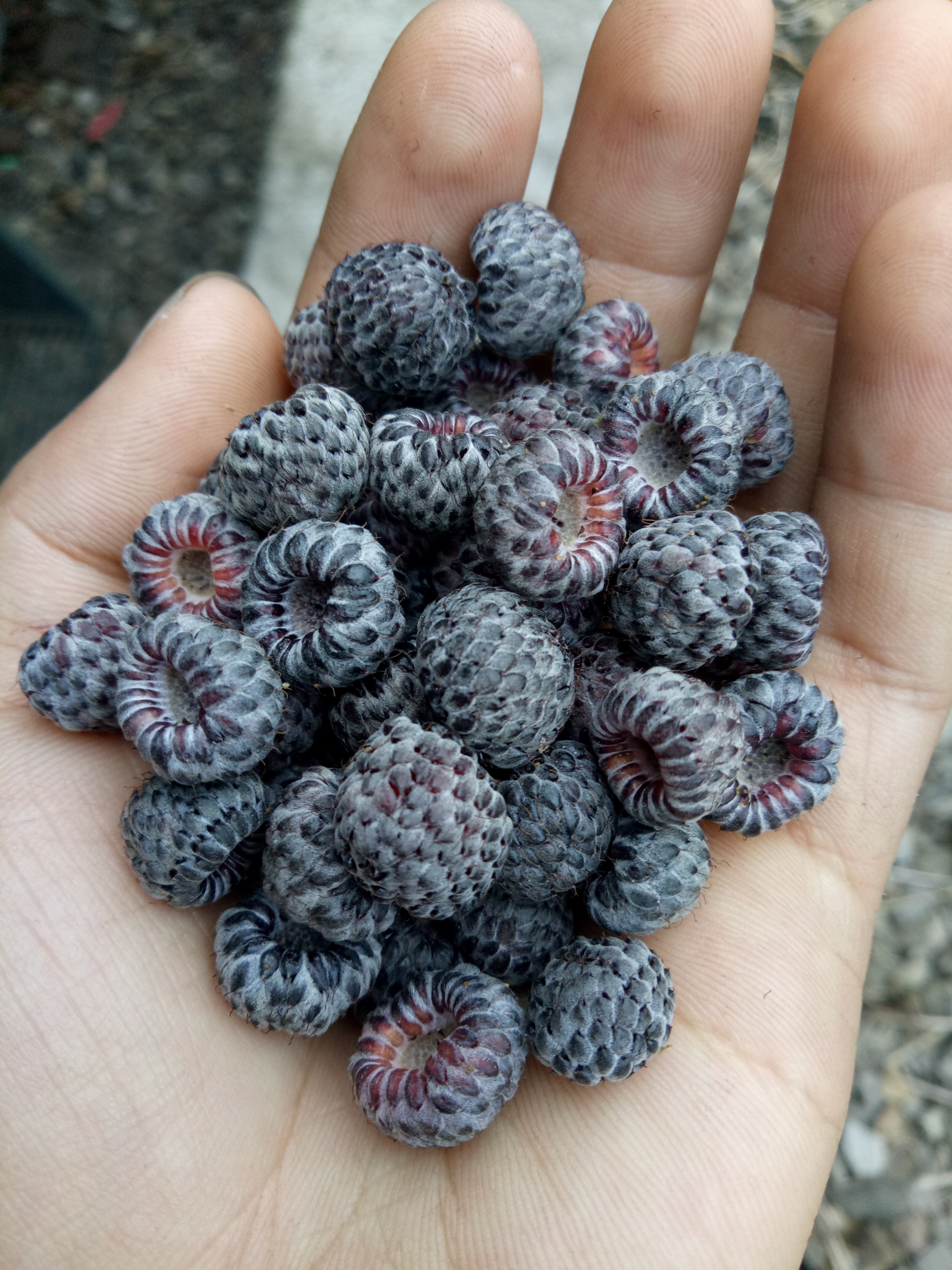 长有尖剌,稍不留心就要被刺痛,采摘时专门采黑色的,红色的果子是酸的