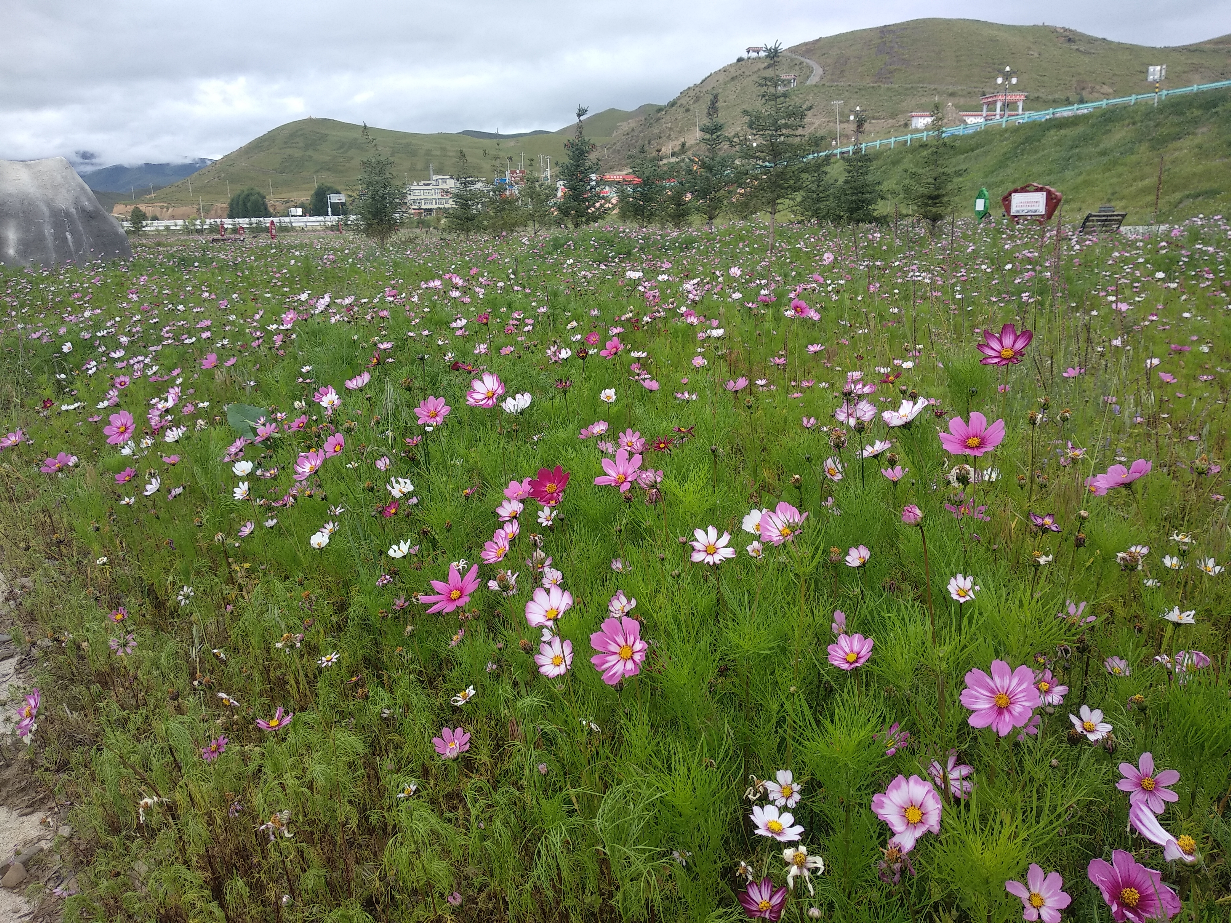 格桑花图片大全欣赏(格桑花图片大全大图 唯美壁纸)