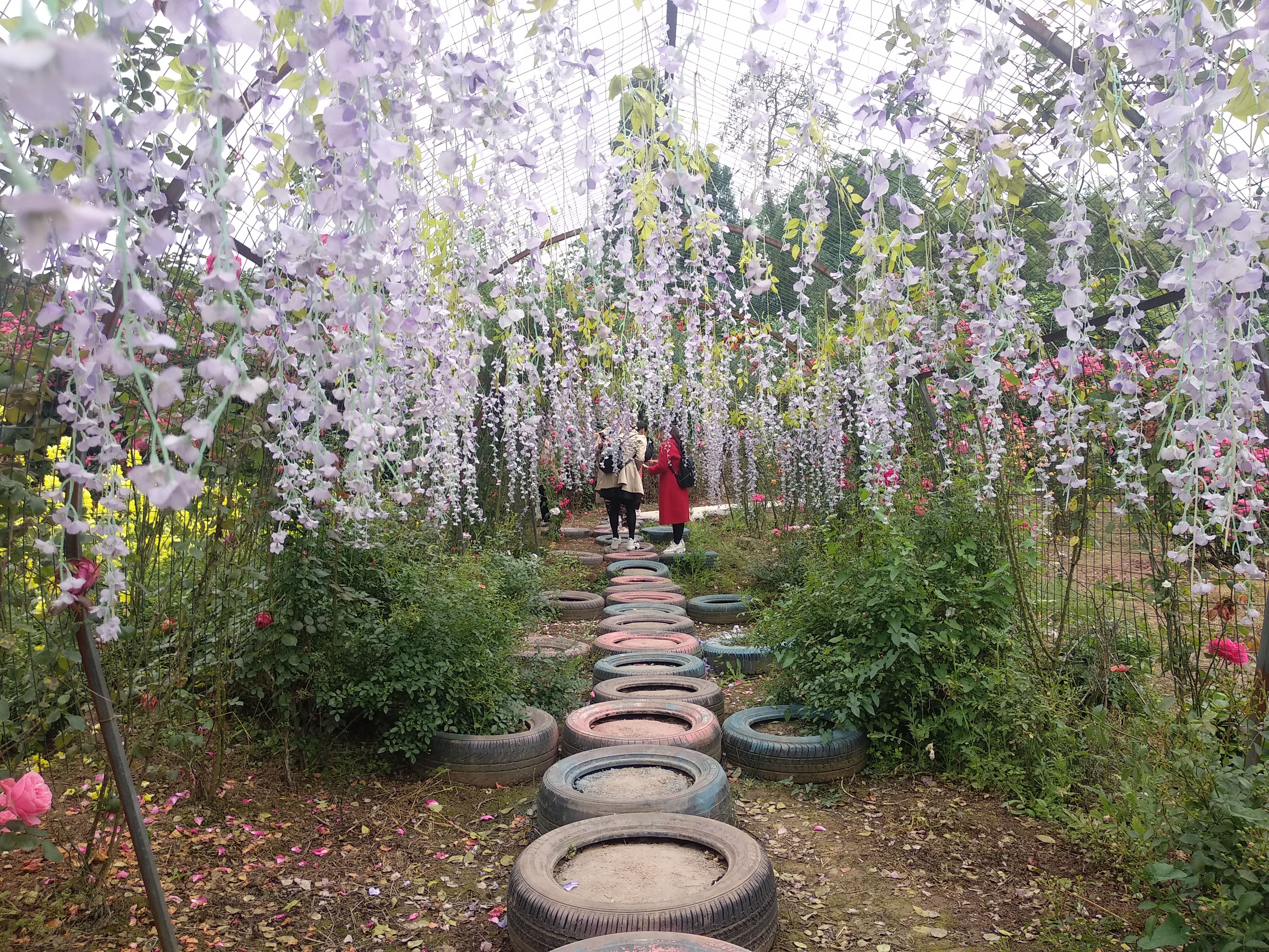 安岳.悦缘花谷百花绽放齐争艳!