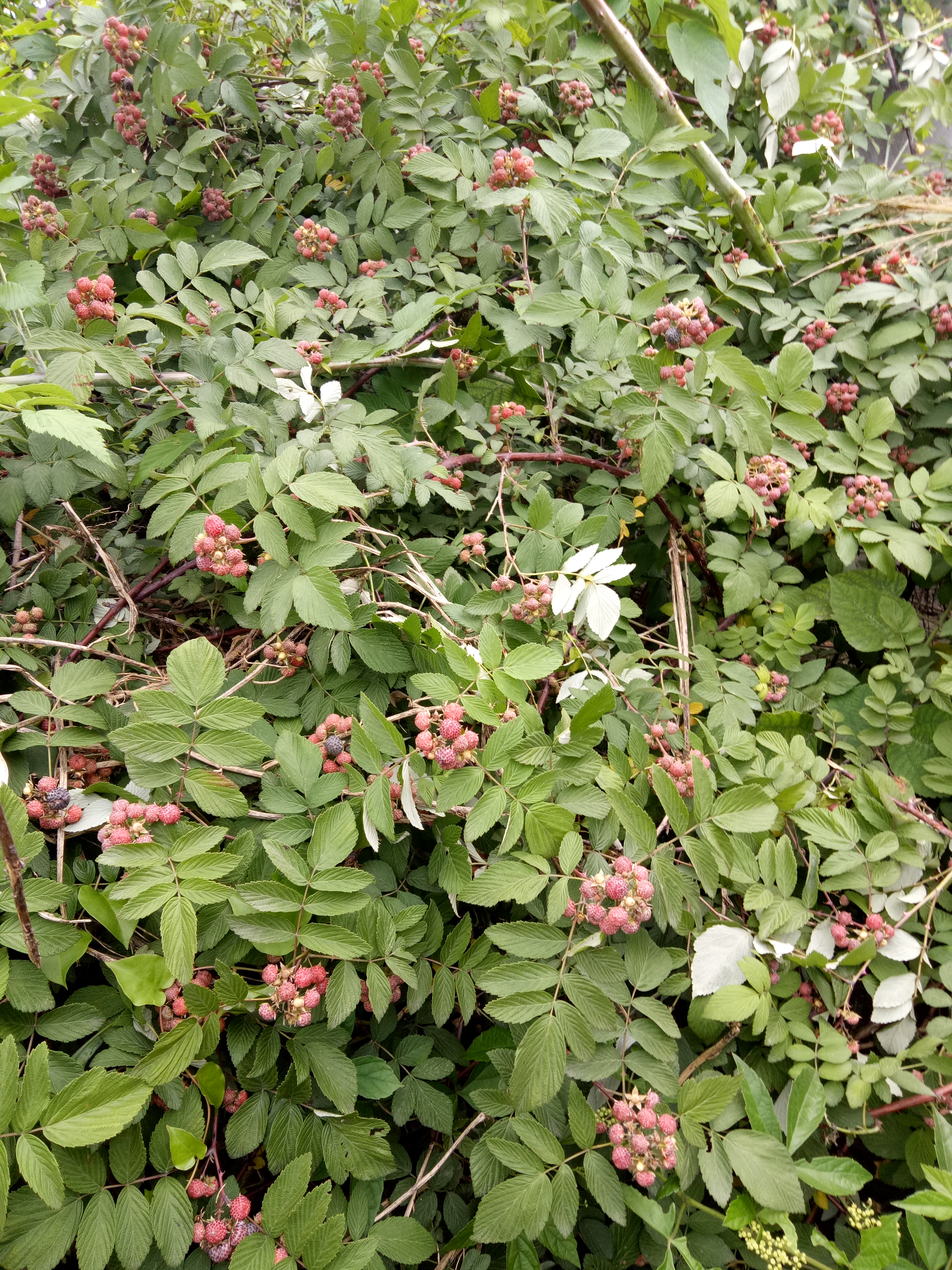 长有尖剌,稍不留心就要被刺痛,采摘时专门采黑色的,红色的果子是酸的