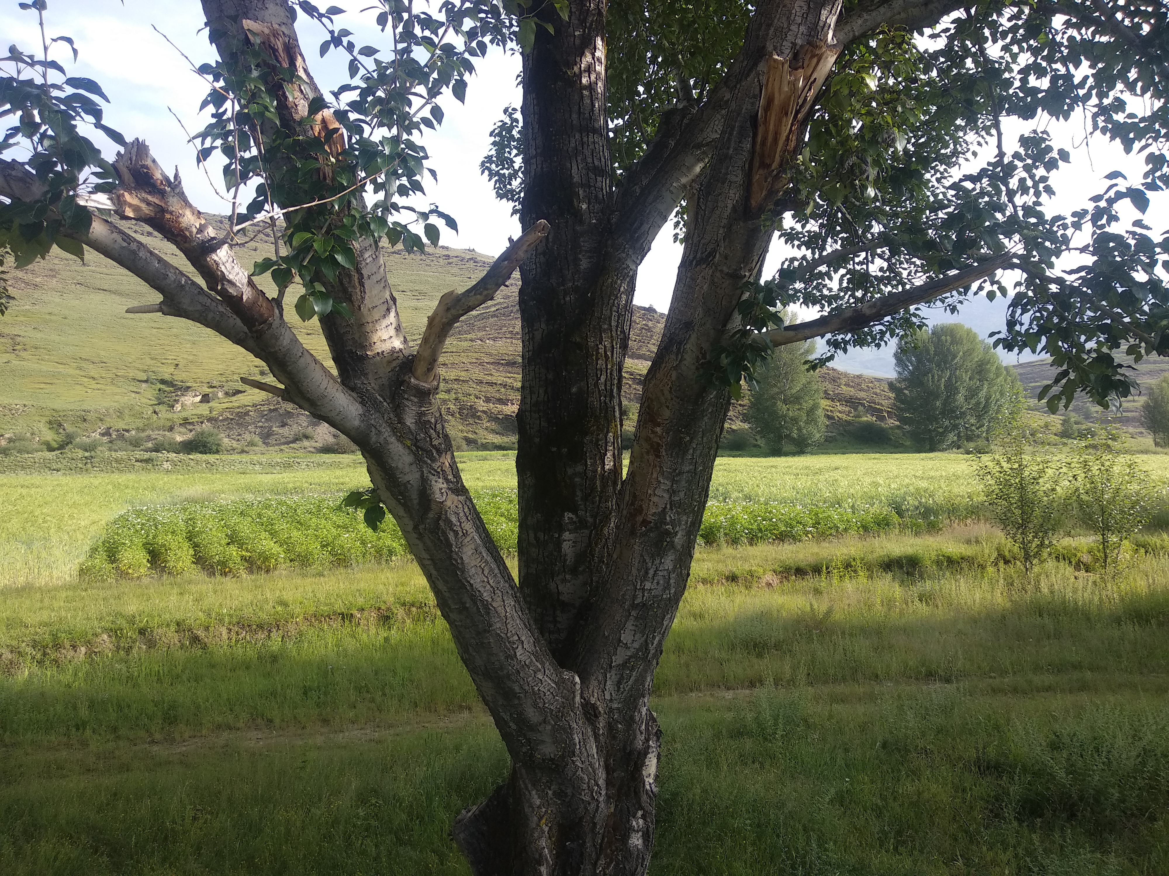 稻城傍河对岸这一片青稞长势好