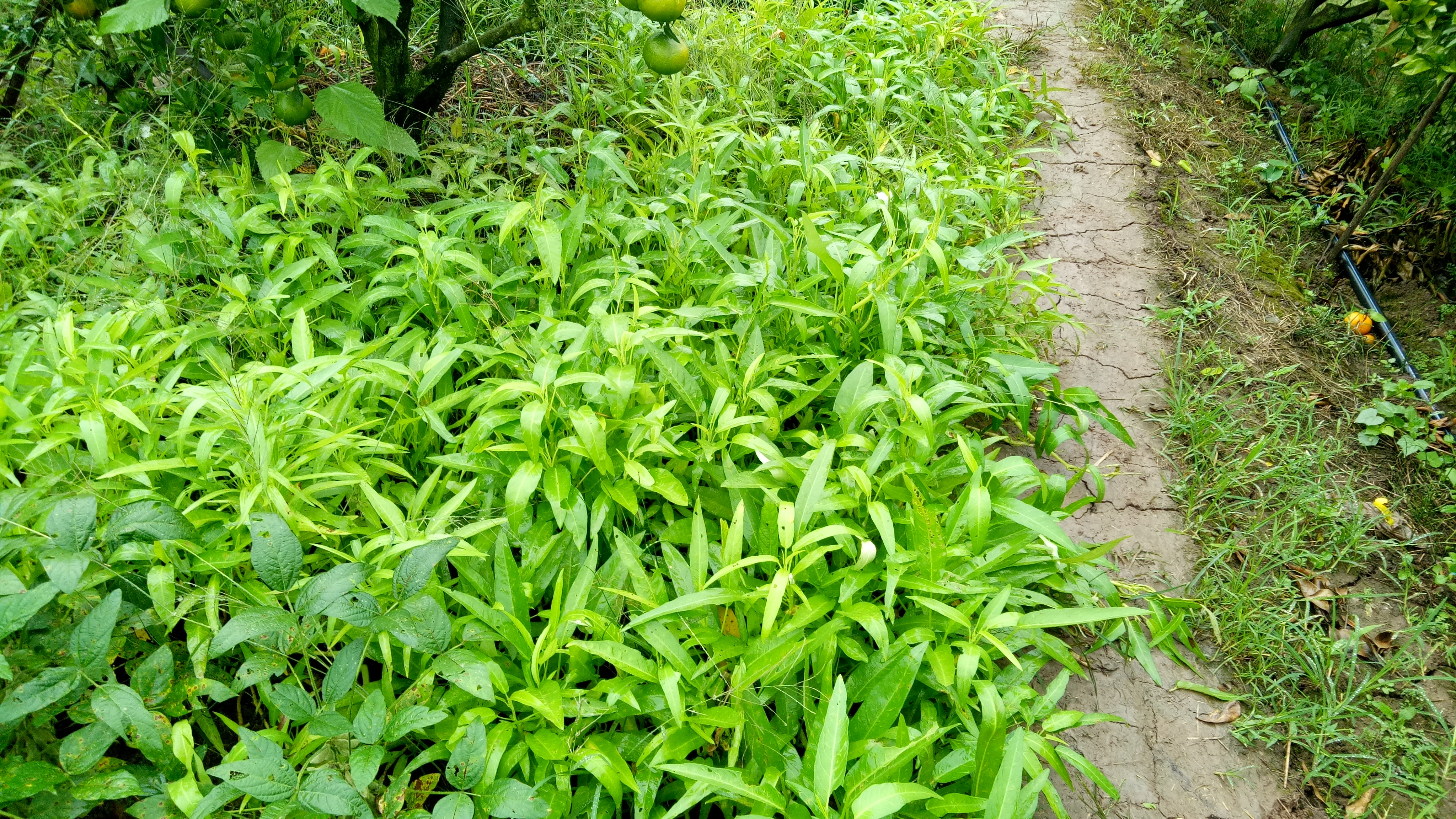 我们经常吃的"藤藤菜,它居然还要开花,你们见过吗