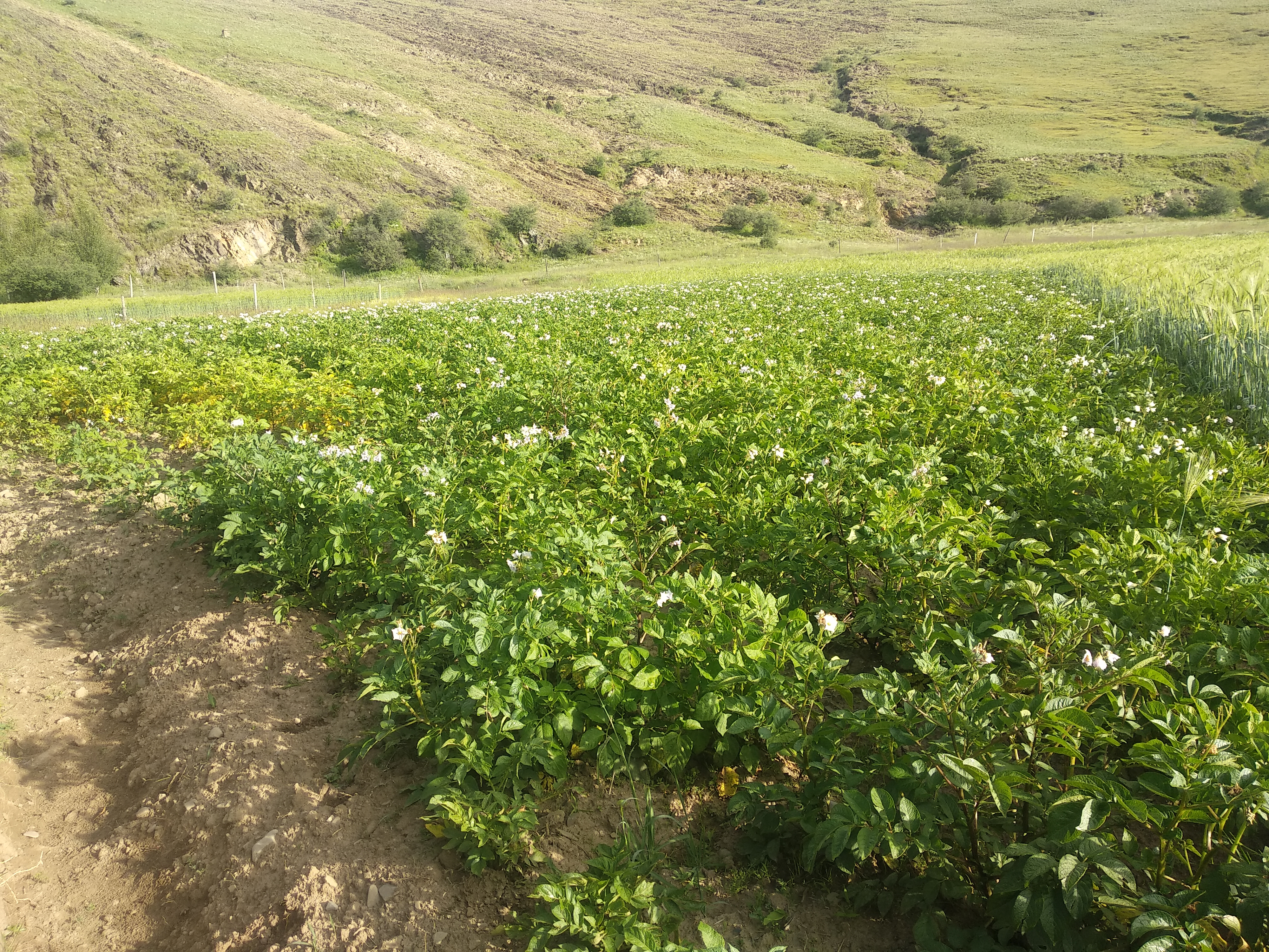稻城傍河对岸这一片青稞长势好
