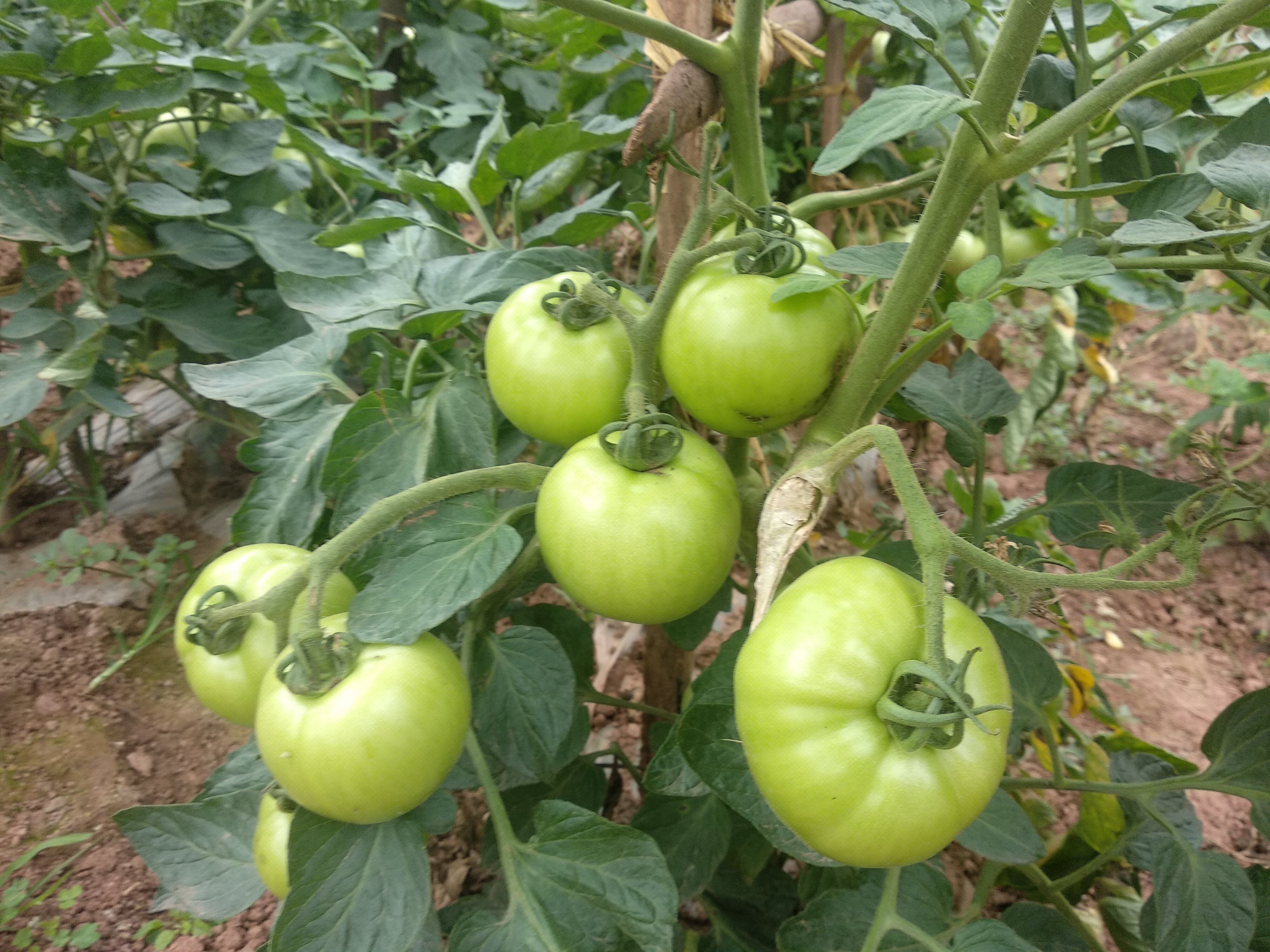 来看看,这番茄结果喜人!