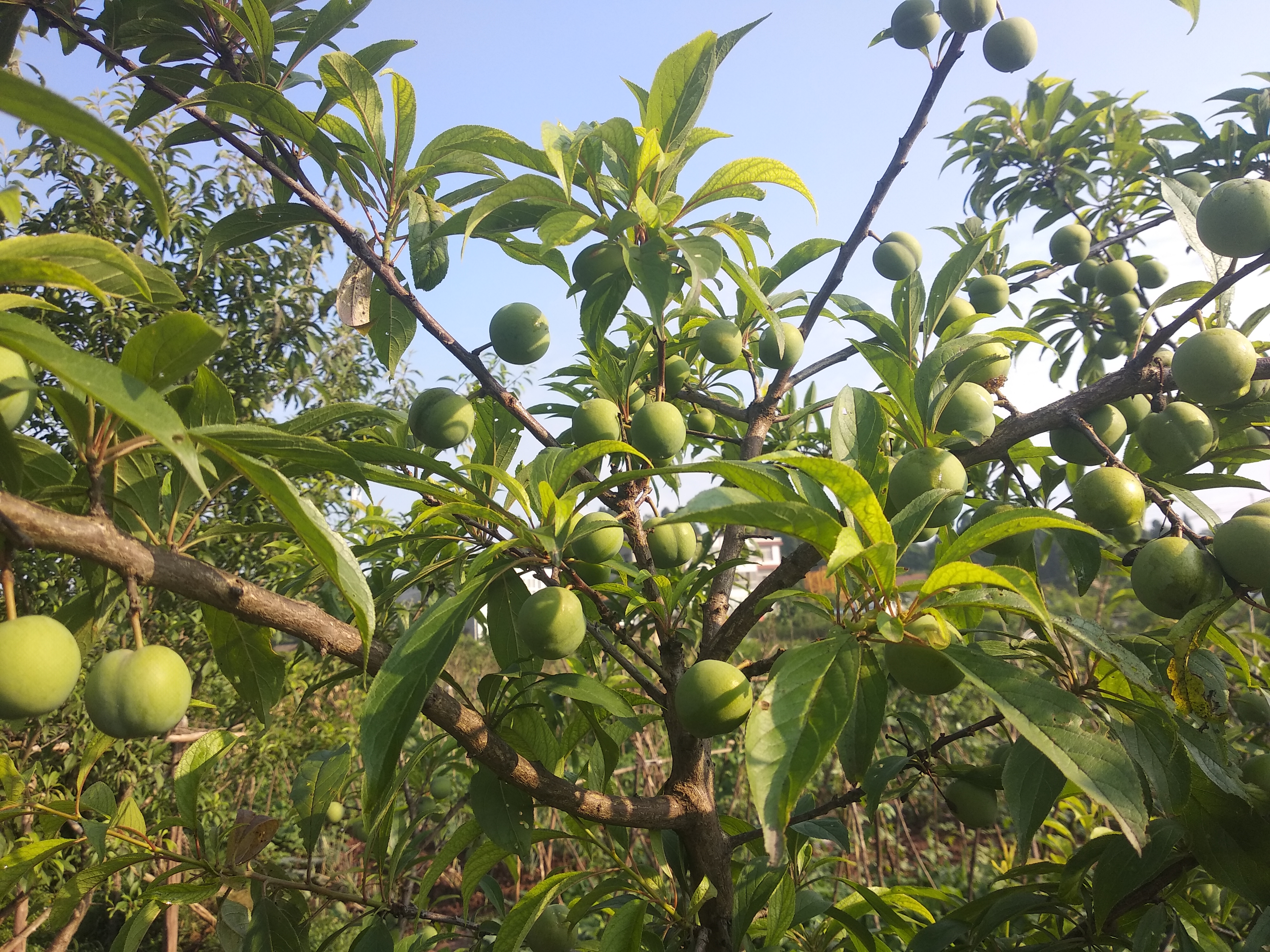 看来今年安岳的李子结果很喜人!
