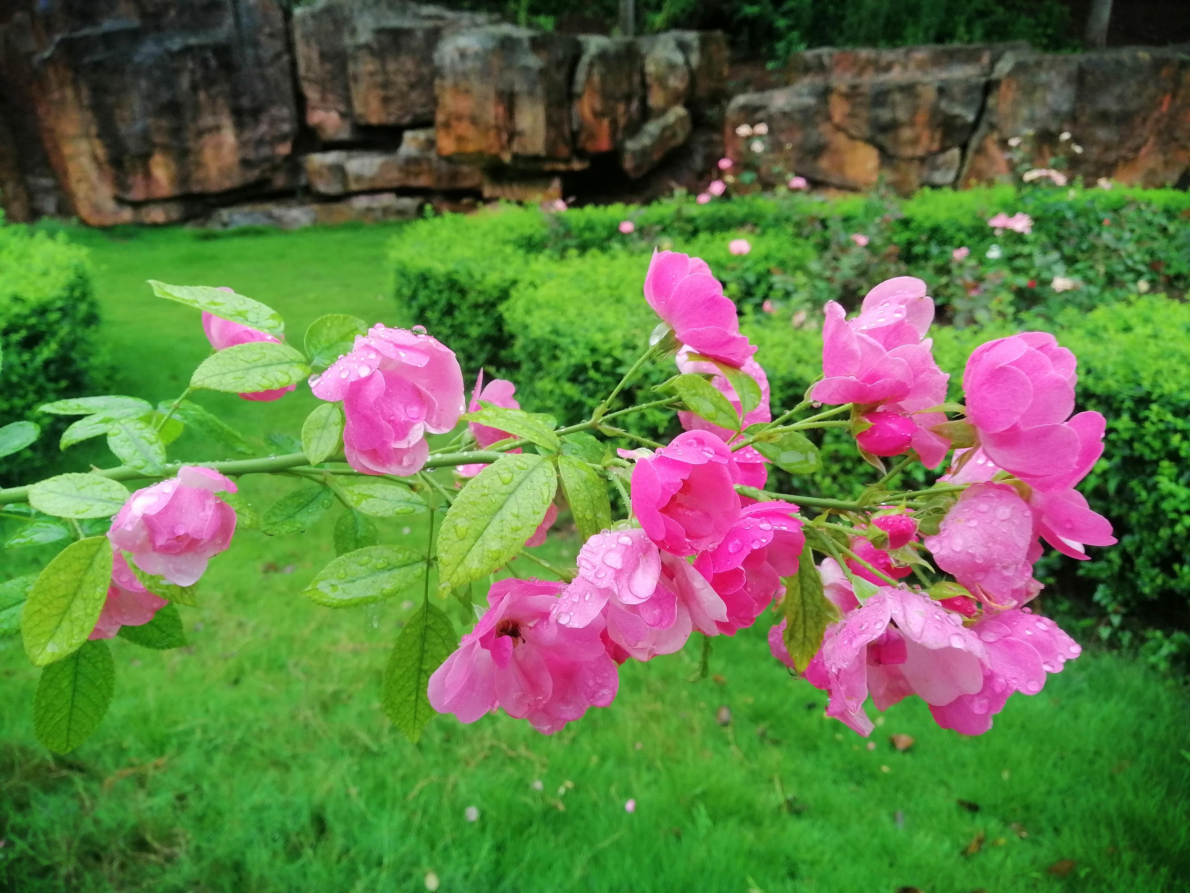 八月的玫瑰花和月季花依然在资阳字库山后山盛开着