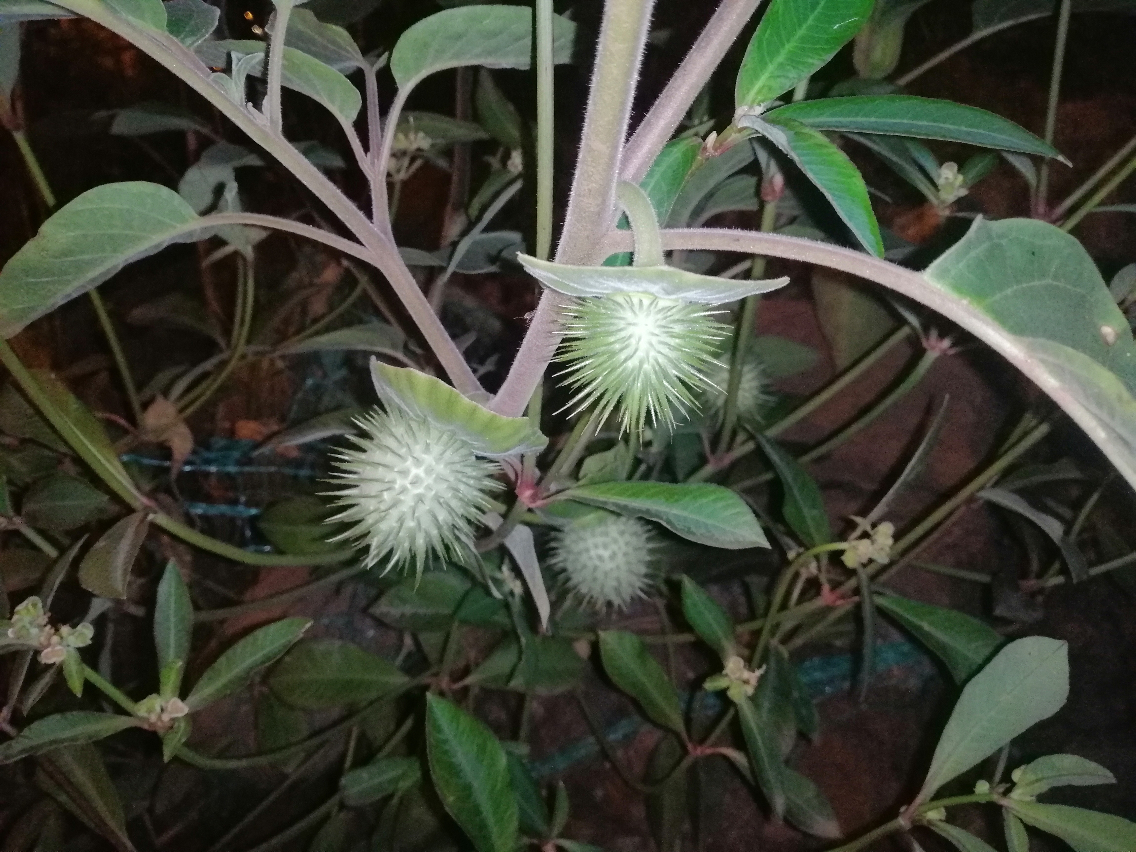 路边发现一种奇怪的植物,结出的果实浑身长满了刺,可能你也不认识吧