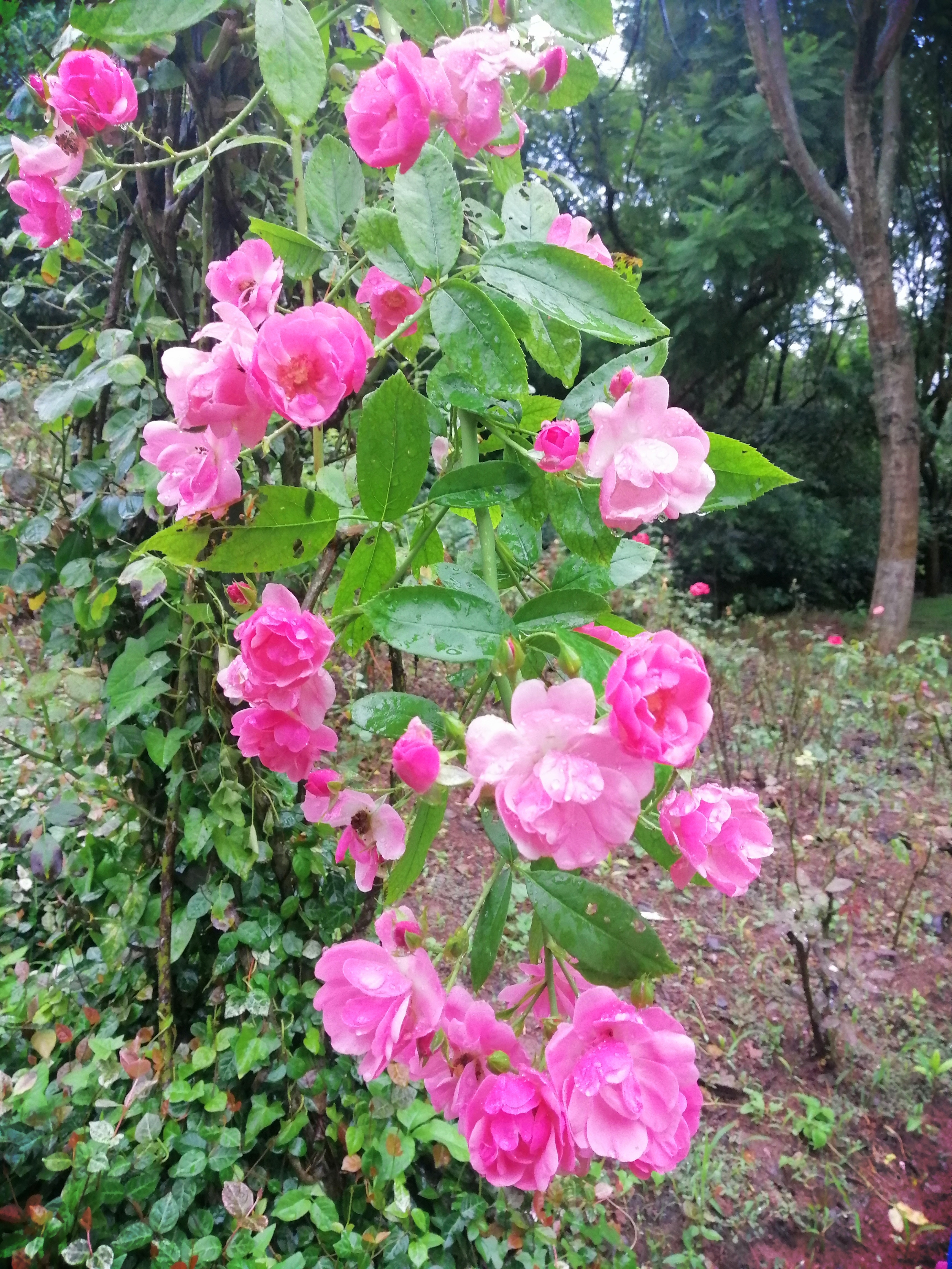 八月的玫瑰花和月季花依然在資陽字庫山後山盛開著