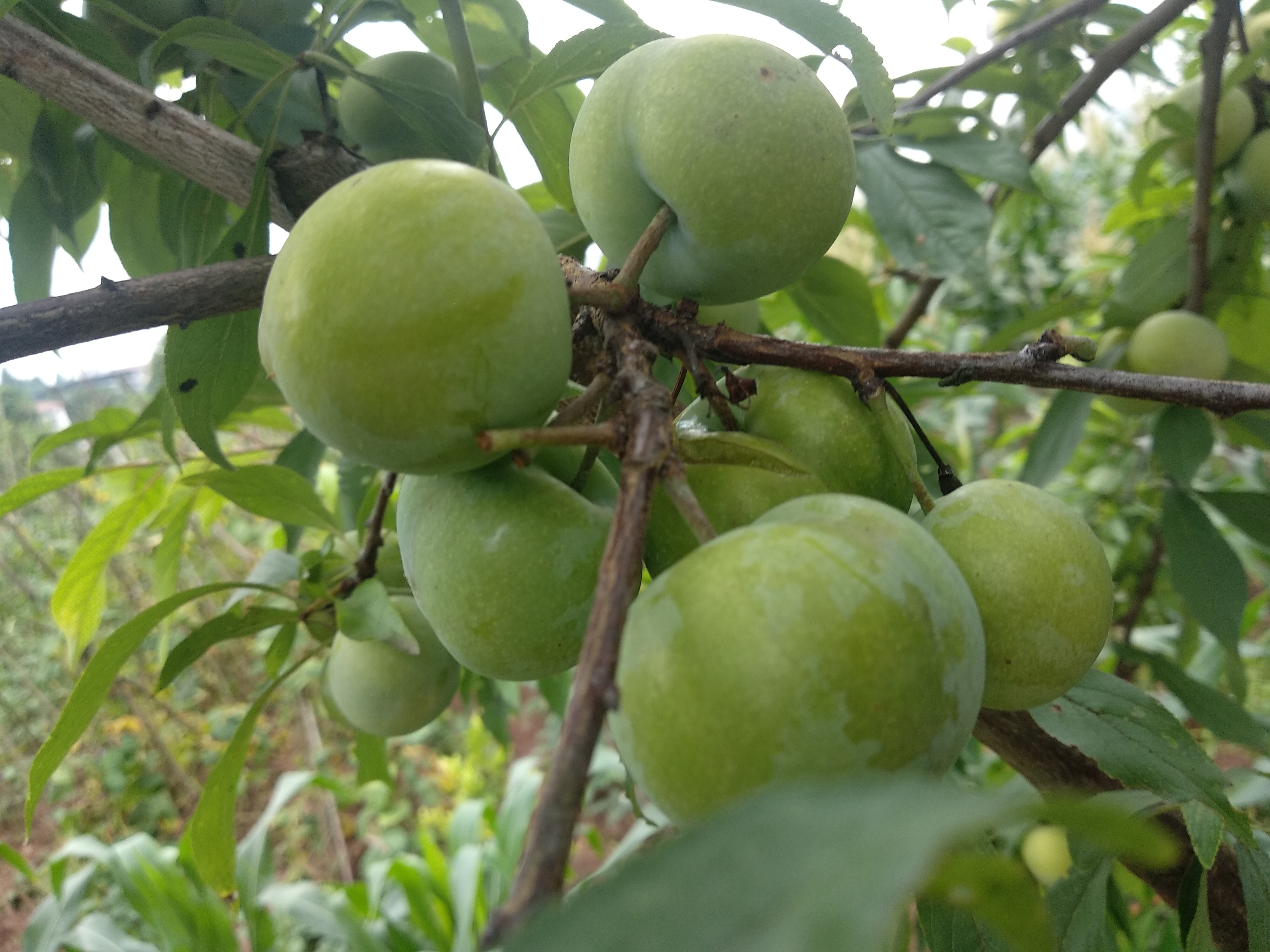 端午节吃李子,树上现摘现买新鲜!