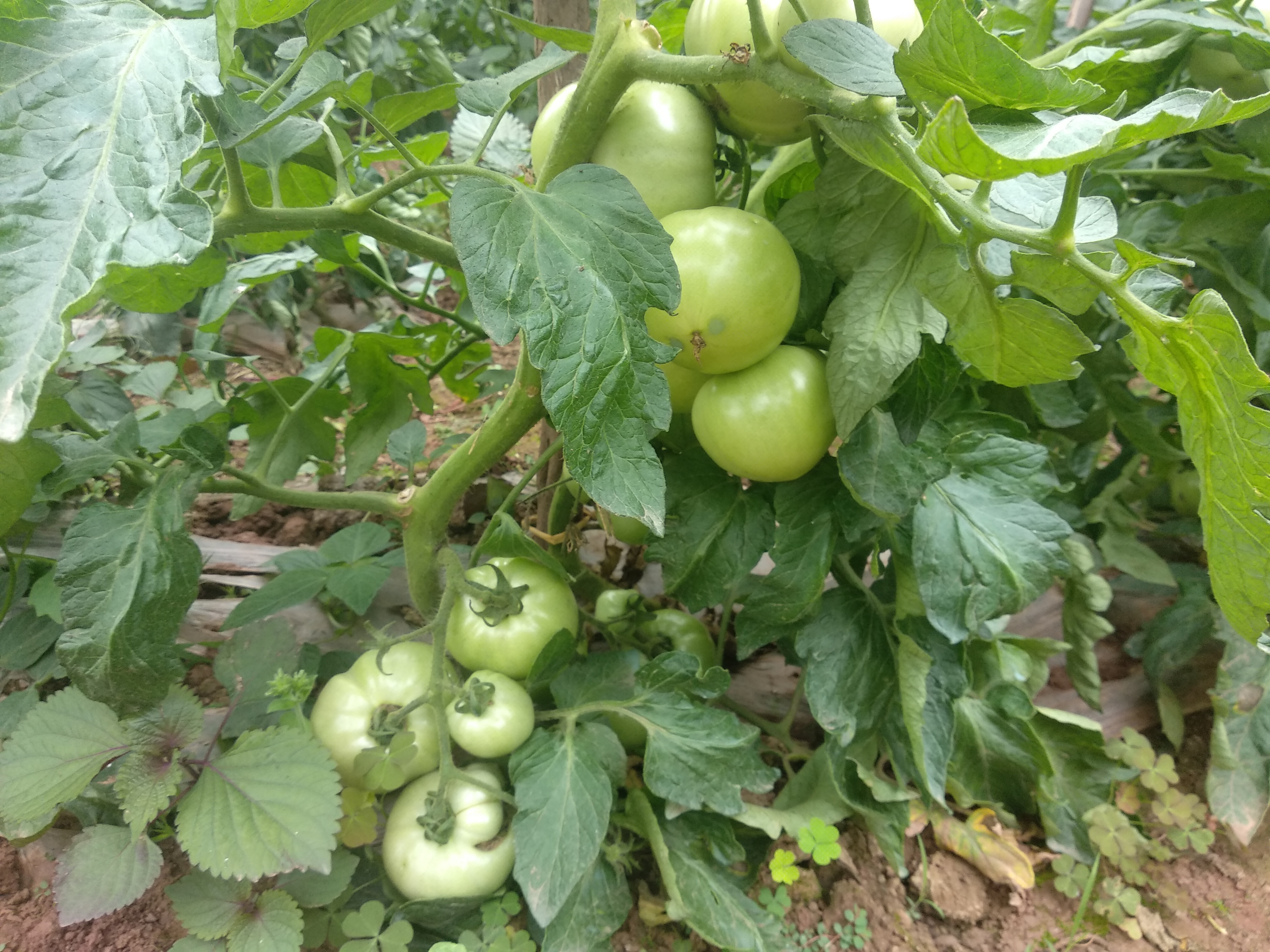 来看看,这番茄结果喜人!