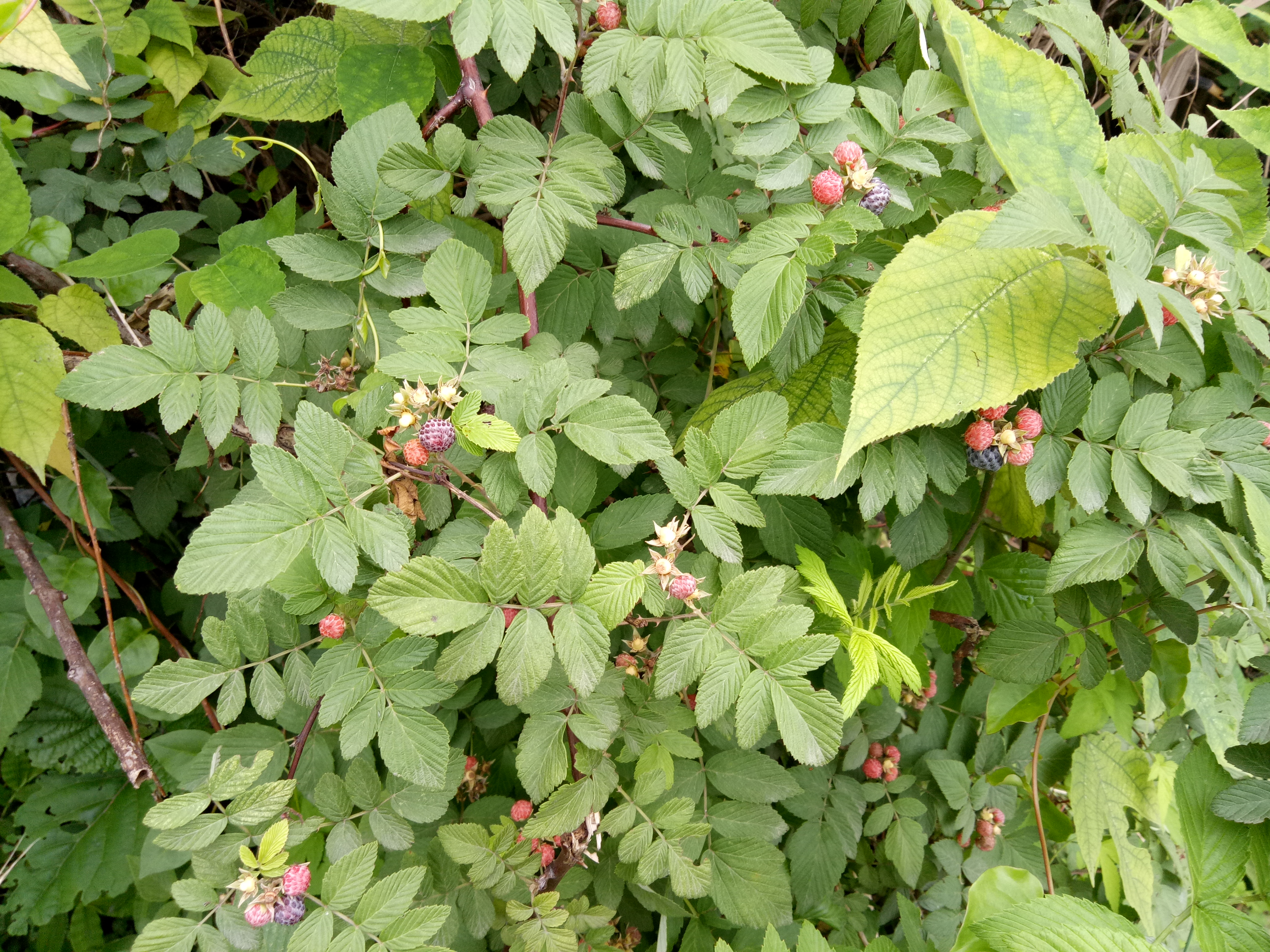 长有尖剌,稍不留心就要被刺痛,采摘时专门采黑色的,红色的果子是酸的