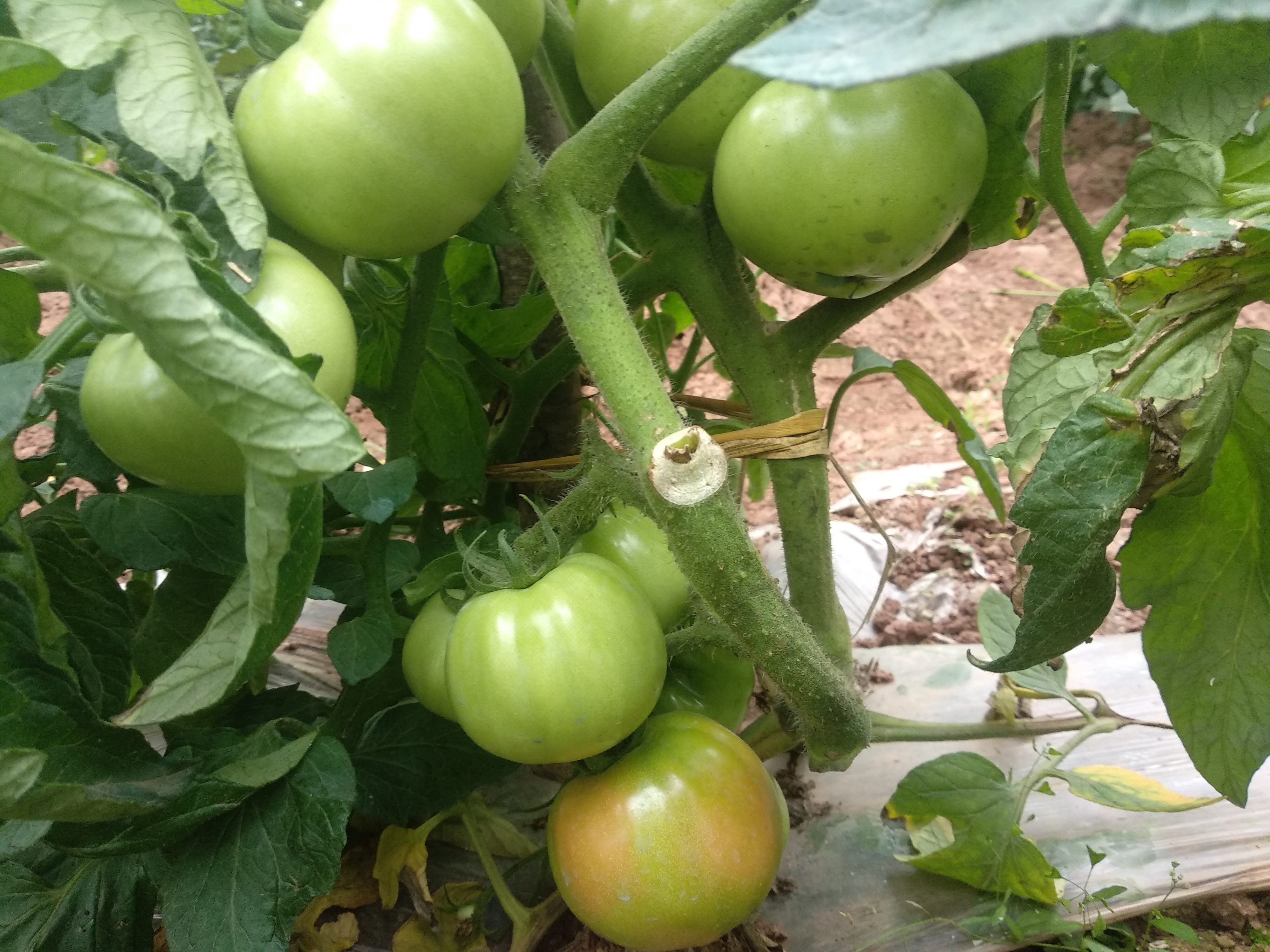 来看看,这番茄结果喜人!