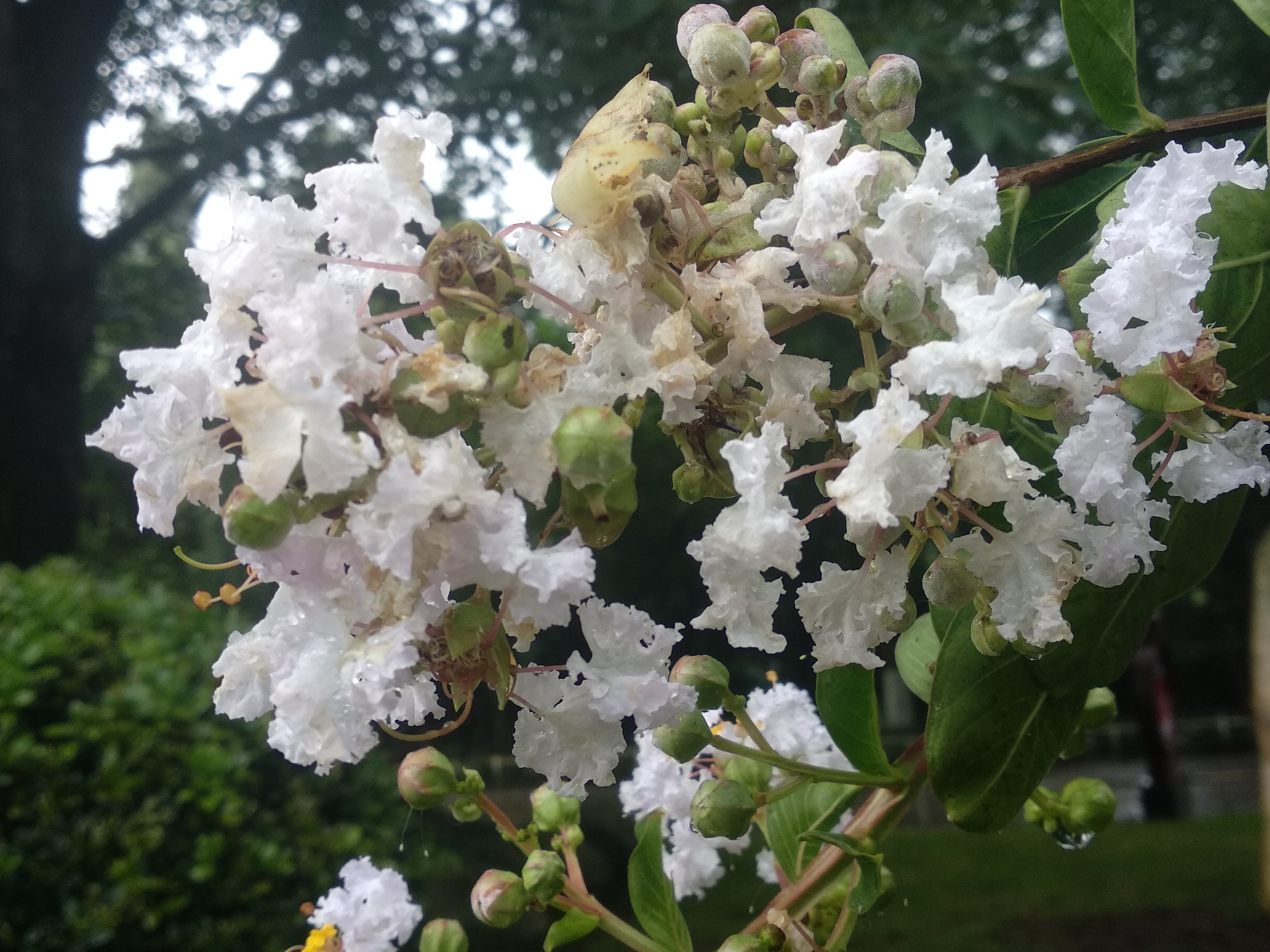 紫薇,別名:癢癢花,癢癢樹,紫金花,紫蘭花,蚊子花,西洋水楊梅