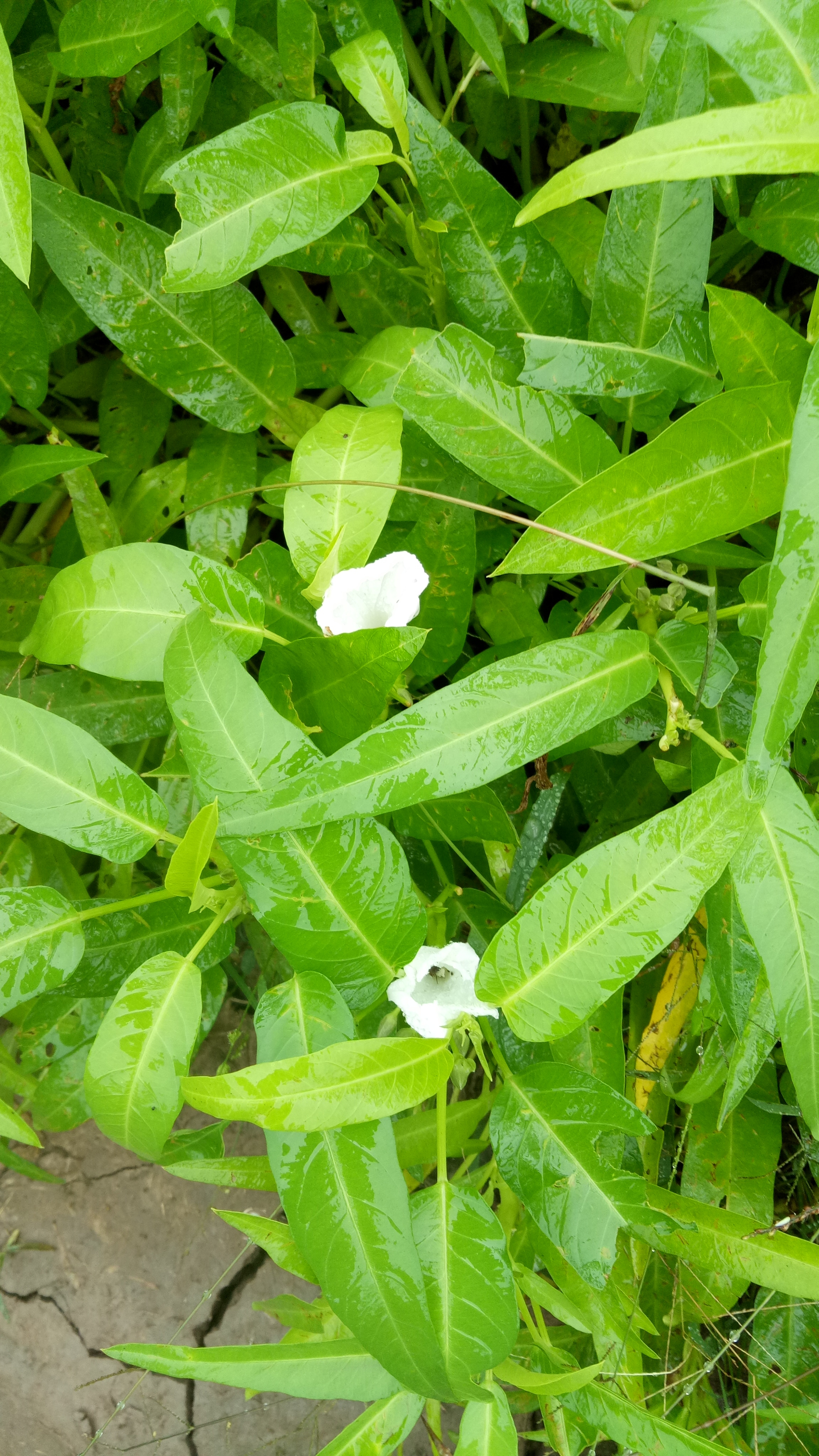 我们经常吃的藤藤菜,它居然还要开花,你们见过吗