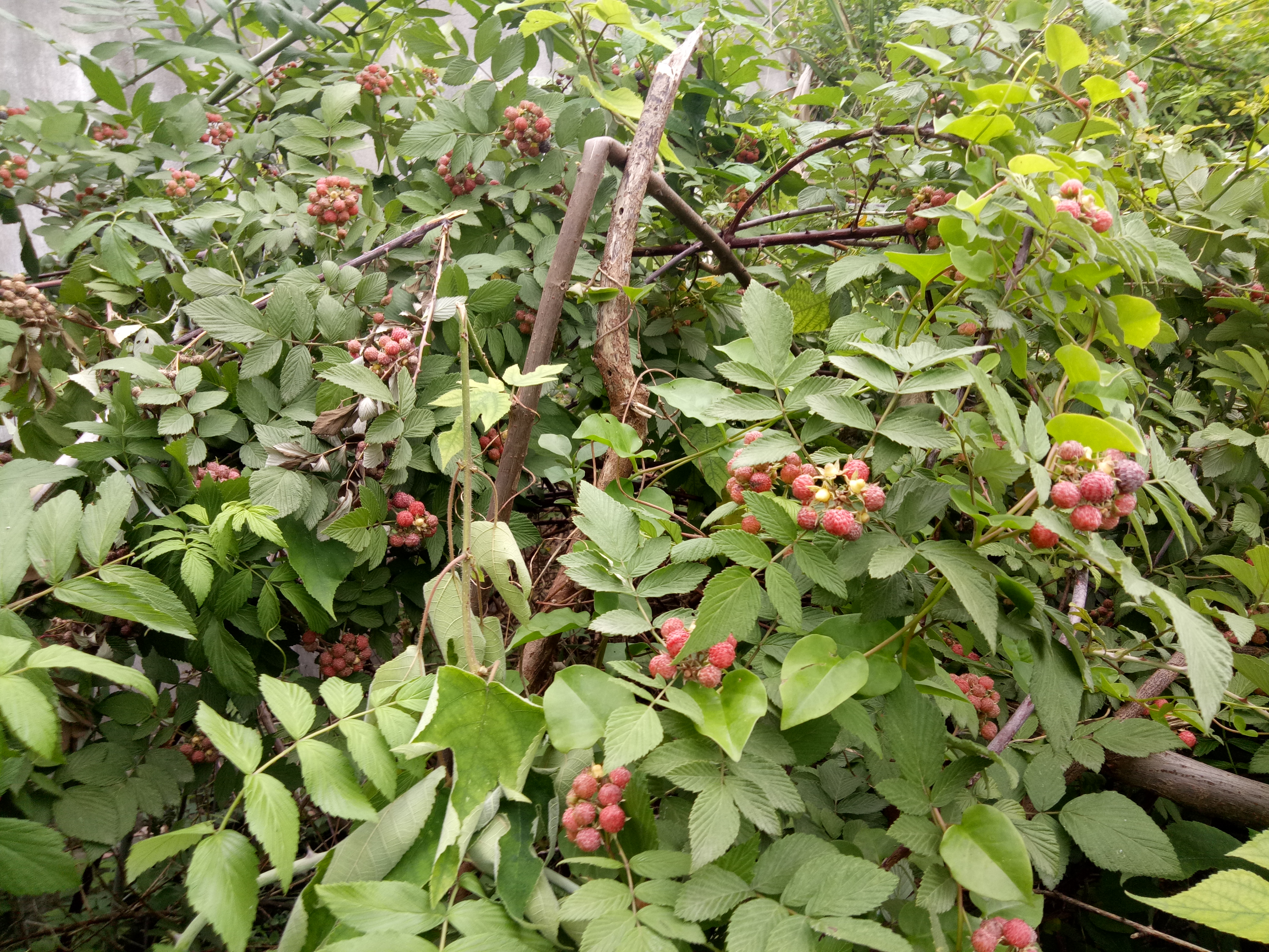 农村里有一种像桑葚的野果"乌萢",估计是大多数人都叫不出它的名字!