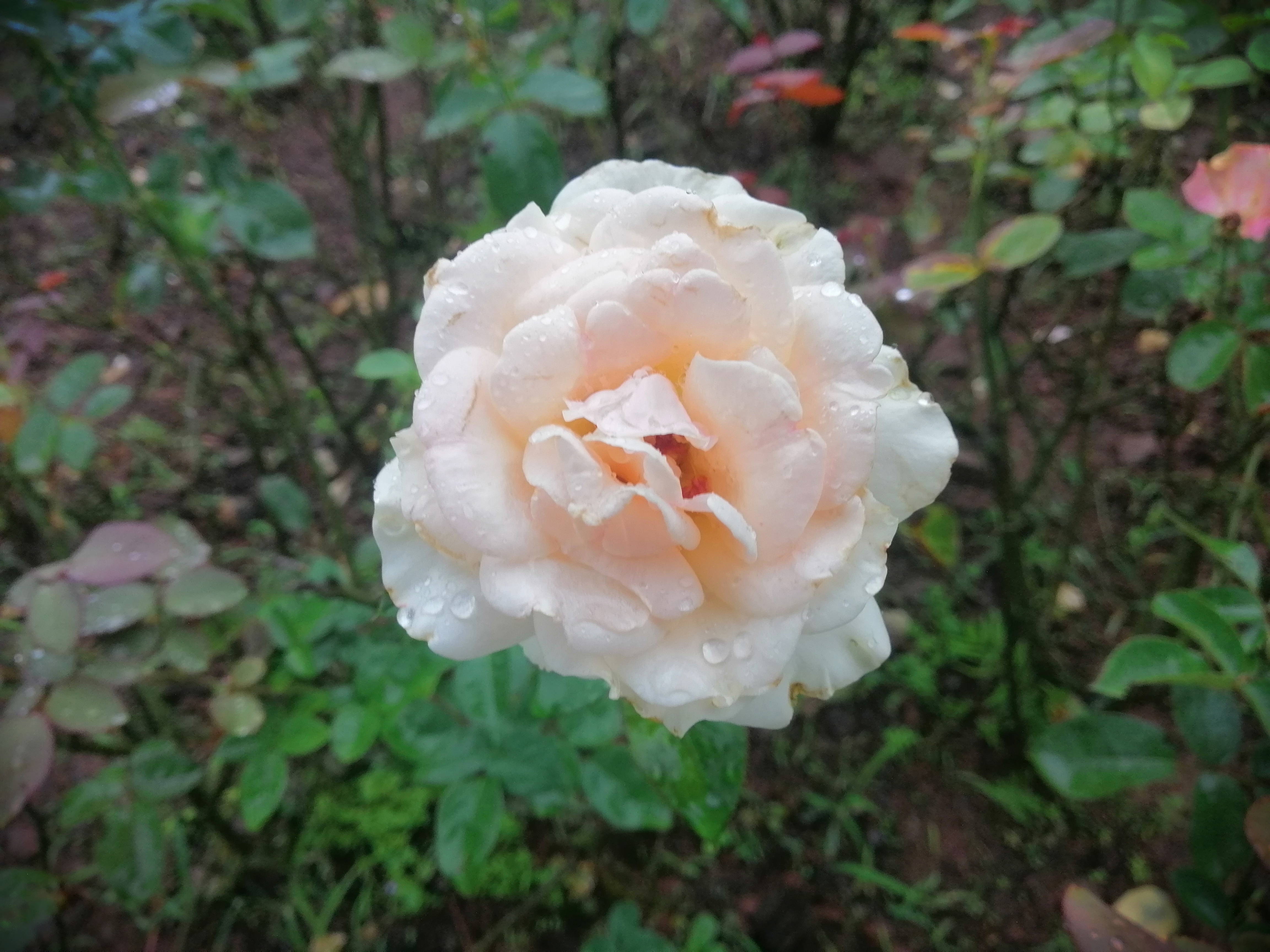 八月的玫瑰花和月季花依然在资阳字库山后山盛开着