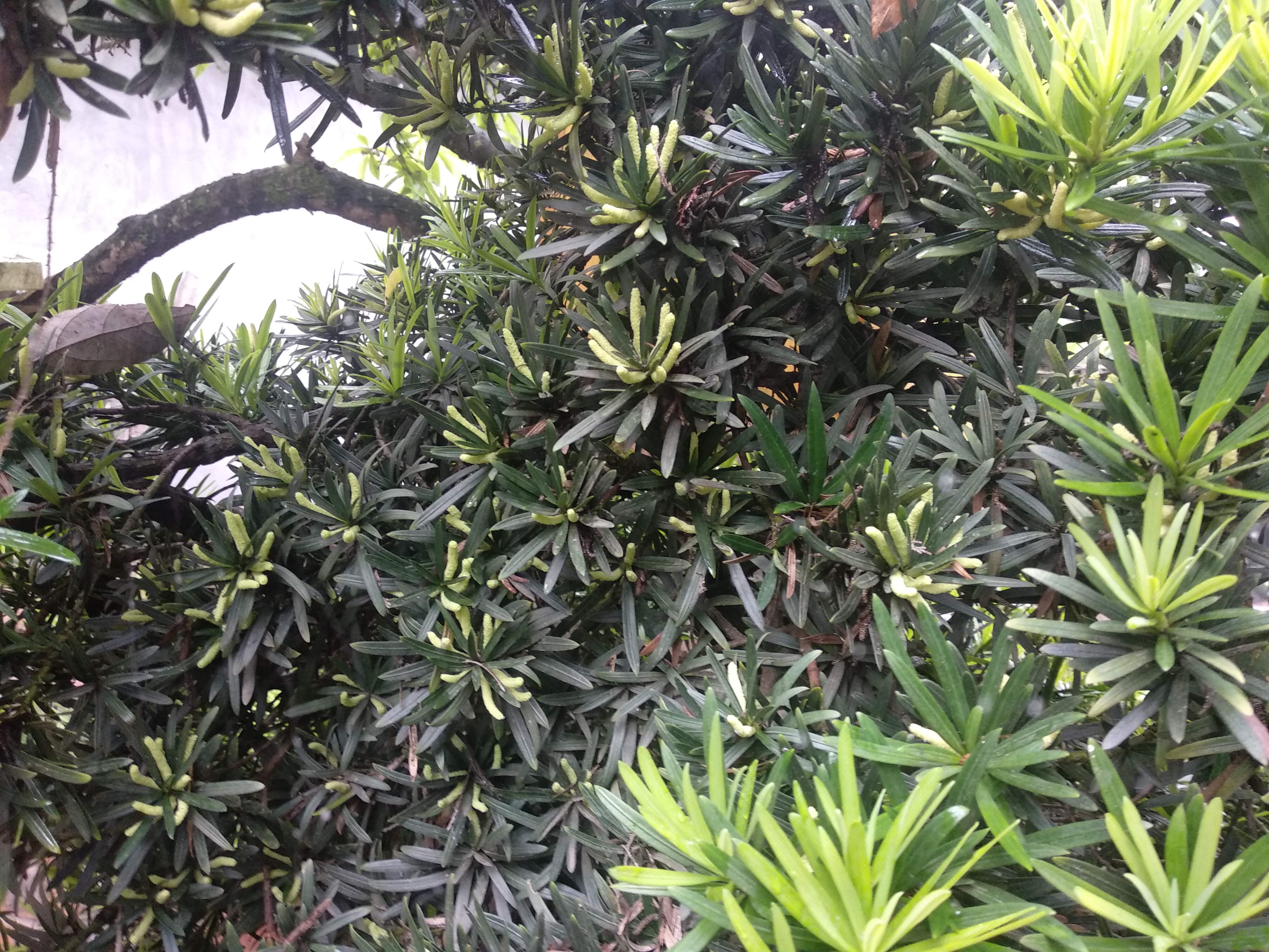 耶!这常青树也开花了