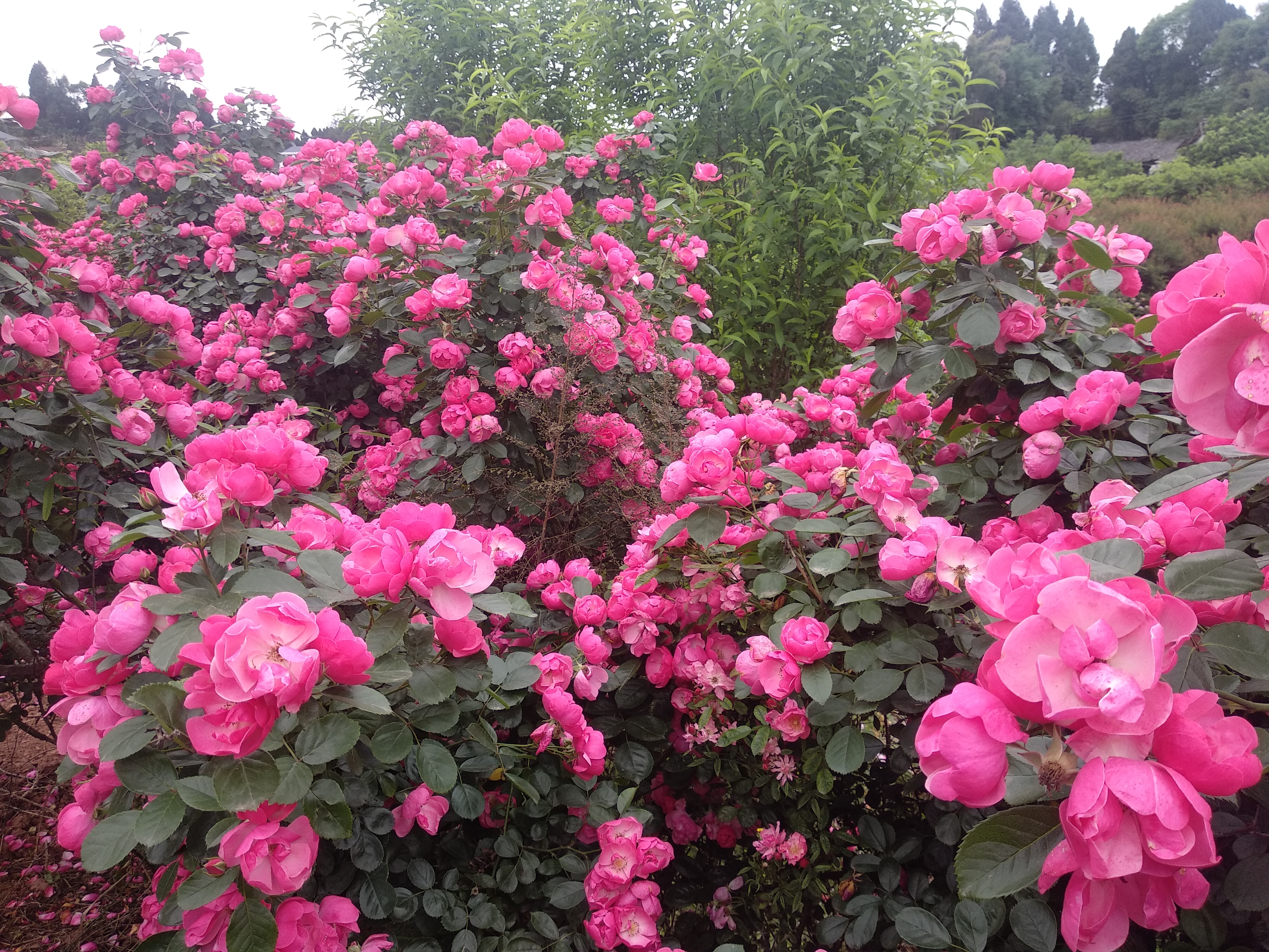 安岳.悦缘花谷百花绽放齐争艳!